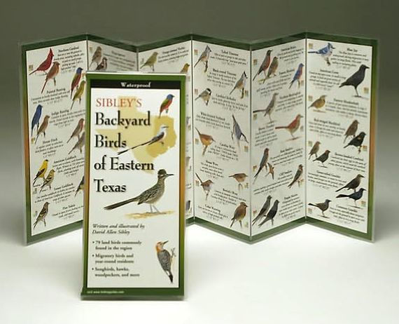 Sibley's Backyard Birds of Eastern Texas