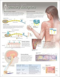 Sensors & Receptors Wall Chart: 8251
