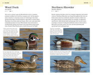 Alternative view 2 of American Birding Association Field Guide to Birds of Washington