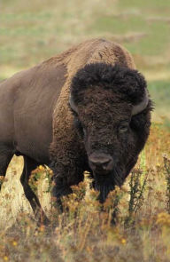 Title: Bison Blank Journal, Author: Adventure Publications
