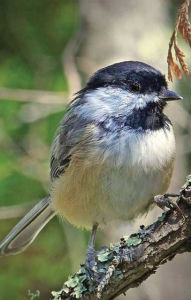 Title: Chickadee Blank Journal, Author: Nodin Press
