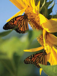 Title: Butterfly Sunflower Blank Journal, Author: Adventure Publications
