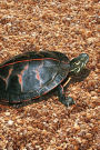 Painted Turtle Blank Journal