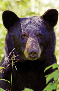 Title: Black Bear Portrait Blank Journal, Author: Adventure Publications