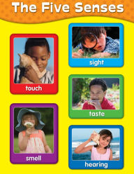 The Five Senses - Laminated