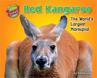 Red Kangaroo: The World's Largest Marsupial