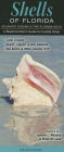 Shells of Florida/Atlantic Ocean and Florida Keys: A Beach Comber's Guide to Coastal Areas