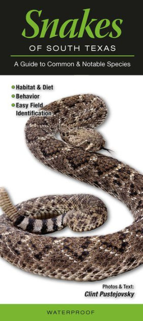 Snakes Of South Texas: A Guide To Common And Notable Species By Clint ...