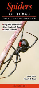 Title: Spiders of Texas: A Guide to Common & Notable Species, Author: Valerie G. Bugh