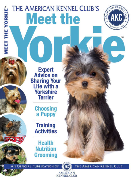 how do you discipline a yorkie puppy