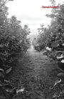 Journal Junction - Steph's Path