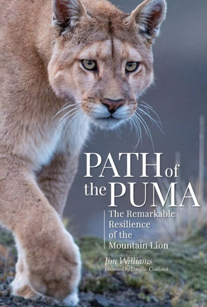 Mountain Lion by Jim Williams 