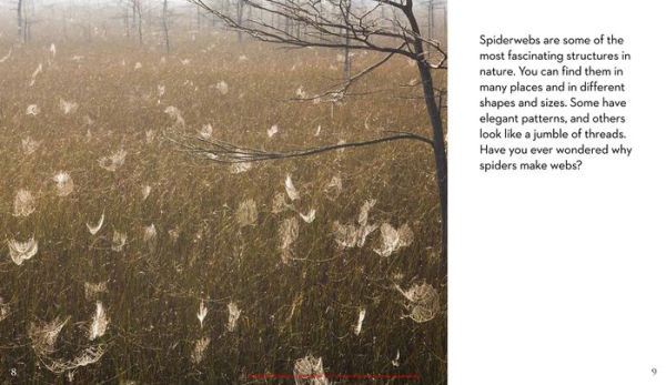 Next Time You See a Spiderweb