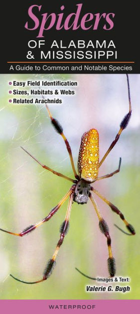 New spider species discovered in Alabama subdivision