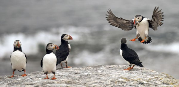 The Puffin Plan: Restoring Seabirds to Egg Rock and Beyond
