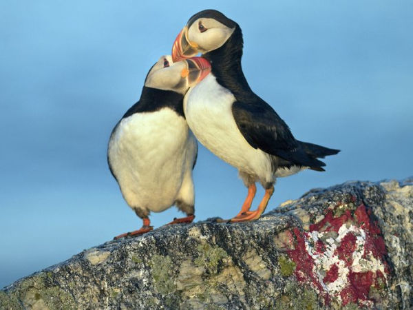 The Puffin Plan: Restoring Seabirds to Egg Rock and Beyond