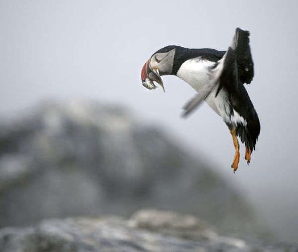 The Puffin Plan: Restoring Seabirds to Egg Rock and Beyond