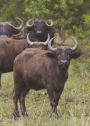 Water Buffalo Blank Book Lined Journal (5x7)