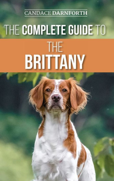 are brittany spaniels easy to train