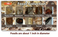 Title: Fossil Collection, Author: Penny Norman PhD