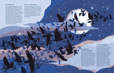 Alternative view 2 of Supernavigators: How Animals Find Their Way (Illustrated Young Readers Edition)