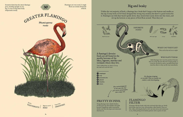 Eatopedia: The Wild World of Animal Digestion