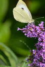 Gonepteryx Rhamni Common Brimstone Butterfly Journal: Take Notes, Write Down Memories in this 150 Page Lined Journal