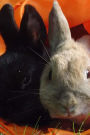 Pair of Rabbits in an Orange Bag Journal: Take Notes, Write Down Memories in this 150 Page Lined Journal