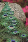 The Back of a Peacock Journal: Take Notes, Write Down Memories in this 150 Page Lined Journal