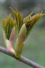 The Bud of a Chestnut Tree Journal: Take Notes, Write Down Memories in this 150 Page Lined Journal
