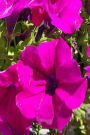Floral Journal Pretty Purple Geraniums: (Notebook, Diary, Blank Book)