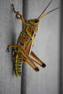 Grasshopper on a Deck Journal: Take Notes, Write Down Memories in this 150 Page Lined Journal