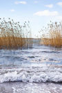 Tall Reeds and Waves at the Beach Nature Journal: 150 Page Lined Notebook/Diary