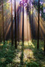 Sunlight Shining into a Japanese Forest Journal: Take Notes, Write Down Memories in this 150 Page Lined Journal