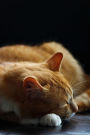 Sleeping Orange Cat Cute Pet Journal: 150 Page Lined Notebook/Diary