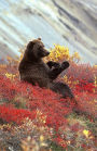 Journal: Brown Bear in the Wild: Lined Journal, 120 Pages, 5.5 x 8.5, Brown Bear, Soft Cover, Matte Finish