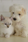 Best Friends: Sweet Kitten and Puppy Journal: 150 Page Lined Notebook/Diary