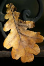 Wonderful Autumn Oak Leaf Journal: 150 Page Lined Notebook/Diary
