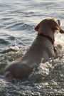 Doggy Water Playtime: Notebook
