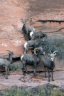 Big Horn Bighorn Sheep on a Cliff Journal: Take Notes, Write Down Memories in this 150 Page Lined Journal