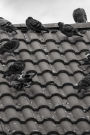 Pigeons on a Tile Roof Black and White Journal: Take Notes, Write Down Memories in this 150 Page Lined Journal