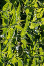 Field of Stinging Nettles Journal: Take Notes, Write Down Memories in this 150 Page Lined Journal