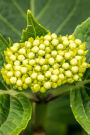 Hydrangea Flower Buds Journal: Take Notes, Write Down Memories in this 150 Page Lined Journal