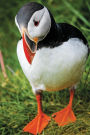 Puffin Notebook: 100 Page Wide-lined Blank Notebook