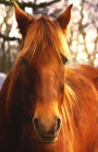 Journal Notebook For Horse Lovers - Chestnut Beauty: Lined and Numbered Pages With Index Blank Journal For Journaling, Writing, Planning and Doodling.