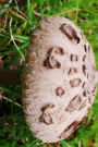 Parasol Mushroom Macrolepiota Procera Journal: Take Notes, Write Down Memories in this 150 Page Lined Journal