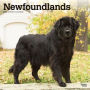Newfoundlands 2020 Square