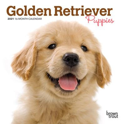 Golden Retriever Puppies 2021 Mini 7x7 By Browntrout Calendar Barnes Noble