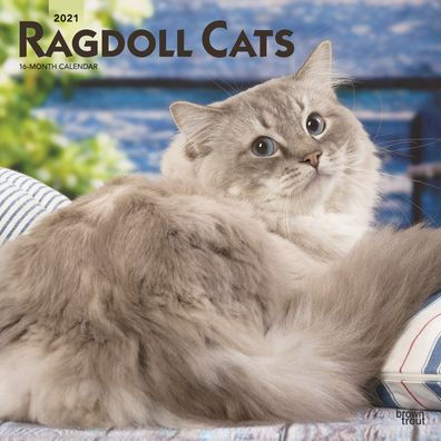 Ragdoll Cats 2021 Square by Browntrout, Calendar | Barnes & Noble®