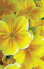 Bullet Journal For Flower Lovers Yellow Glory: 162 Numbered Pages With 150 Graph Style Grid Pages, 6 Index Pages and 2 Key Pages in Easy To Carry 5.5 X 8.5 Size.